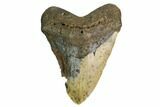 Huge, Fossil Megalodon Tooth - North Carolina #172606-1